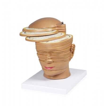 Walter Head And Brain Horizontal Slides Model