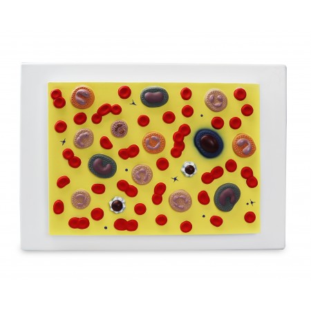Walter Blood Cell Model