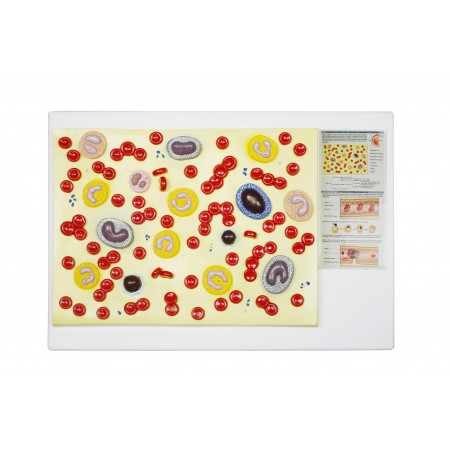Walter Blood Cell Model