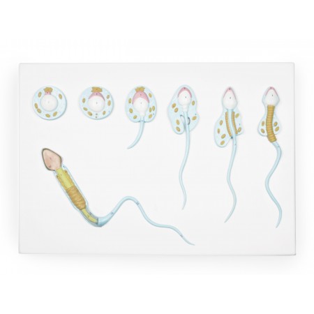Spermatogenesis Model