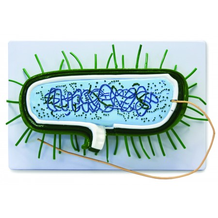 Walter Bacterial Model