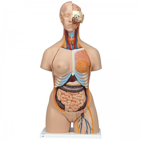 3B Deluxe Dual-Sex Torso w/Opened Back, Life-Size - 28 Parts