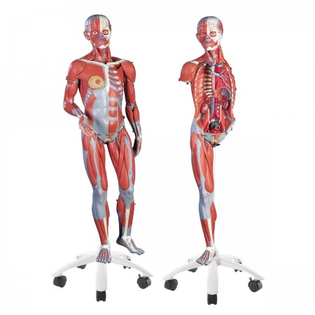 3B Dual-Sex Muscle Model, 3/4 Life-Size - 45 Parts