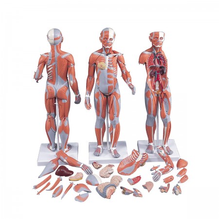 3B Dual-Sex Muscle Model, 1/2 Life-Size - 33 Parts