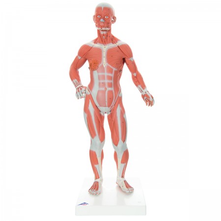 3B Muscle Model, 1/3 Life-Size - 2 Parts