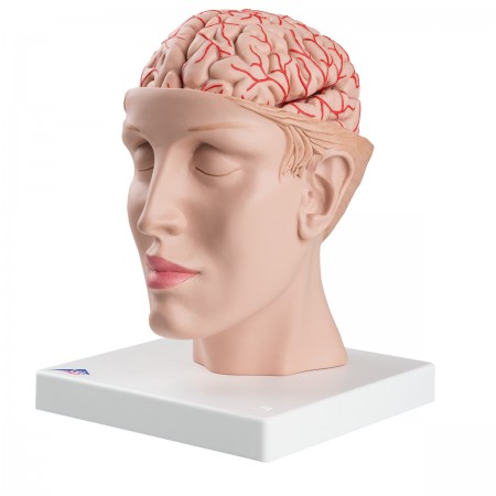 3B Brain Model w/Arteries on Base of Head - 8 Parts