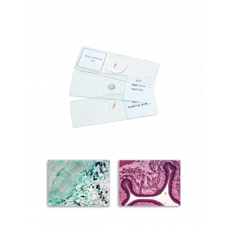 Fungi Prepared Slides