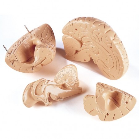 Denoyer Budget Giant Brain, 4-Parts, 2X Life Size