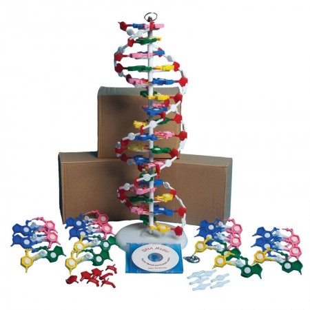 Unassembled DNA Model