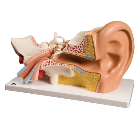 3B Human Ear Model, 3X Life-Size - 4 Parts