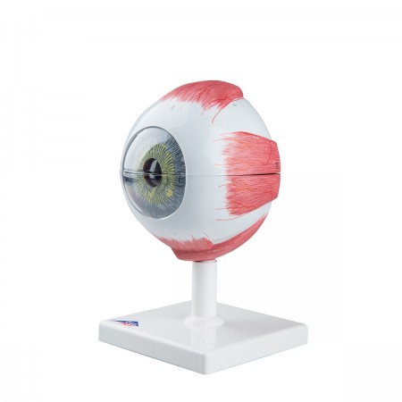 3B Human Eye Model, 5X Life-Size - 6 Parts