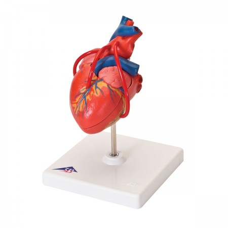 3B Classic Heart w/Bypass - 2 Parts