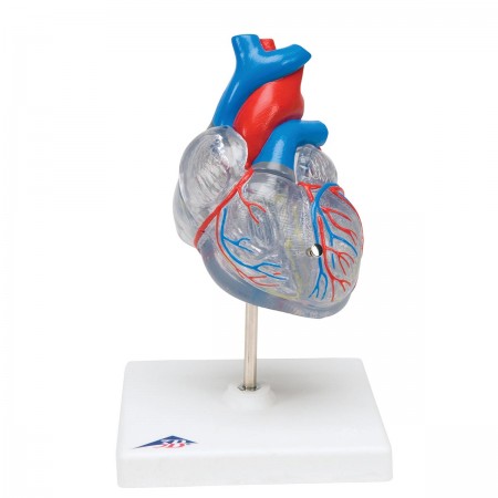 3B Classic Heart w/Conducting System - 2 Parts