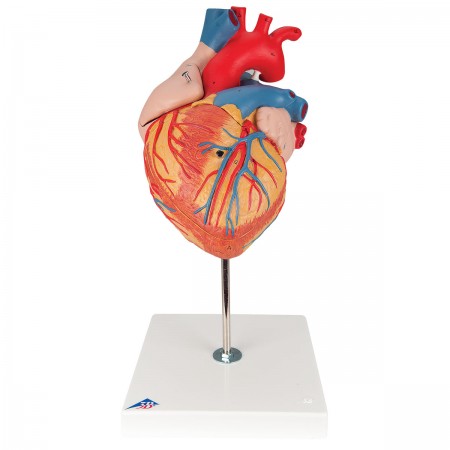 3B Heart Model, 2X Life-Size - 4 Parts