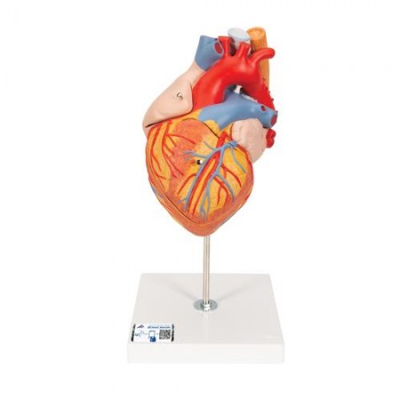 3B Human Heart Model with Esophagus and Trachea, 2X Life-Size - 5 Parts