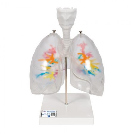 3B CT Bronchial Tree Model with Larynx & Transparent Lungs