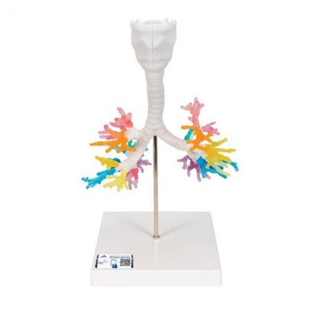 3B CT Bronchial Tree Model with Larynx
