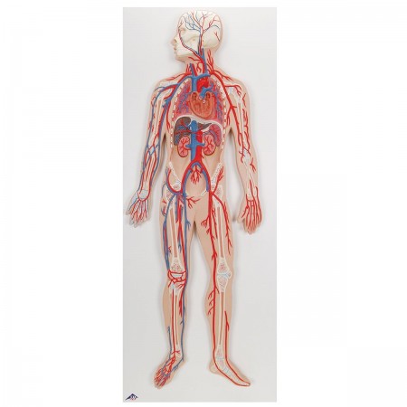 3B Circulatory System, 1/2 Life-Size