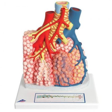 3B Model of Pulmonary Lobule w/Surrounding Blood Vessels,130X Life-Size
