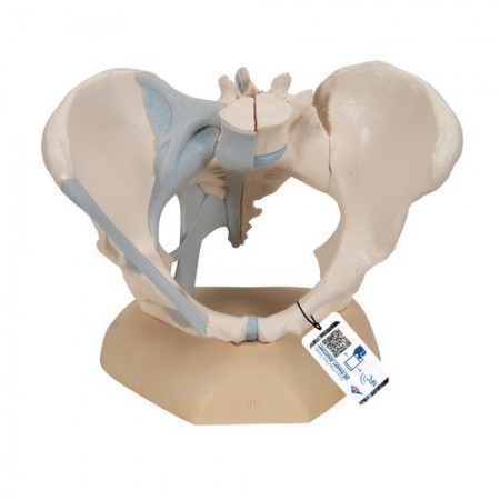 3B Female Pelvis Skeleton Model w/Ligaments, Life-Size - 3 Parts