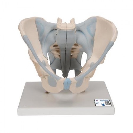 3B Human Male Pelvis Skeleton Model w/Ligaments, Life-Size - 2 Parts