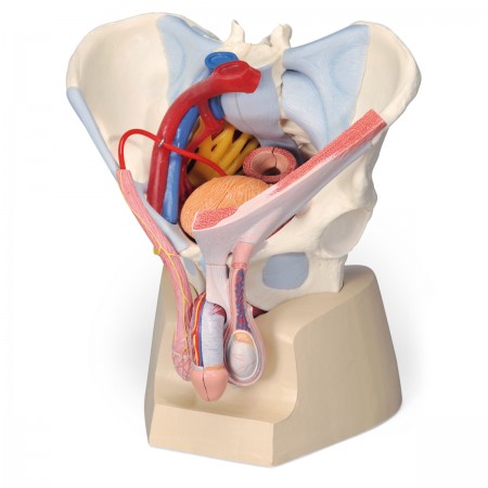 3B Male Pelvis Skeleton w/Ligaments, Vessels, Nerves, Pelvic Floor Muscles & Organs - 7 Parts