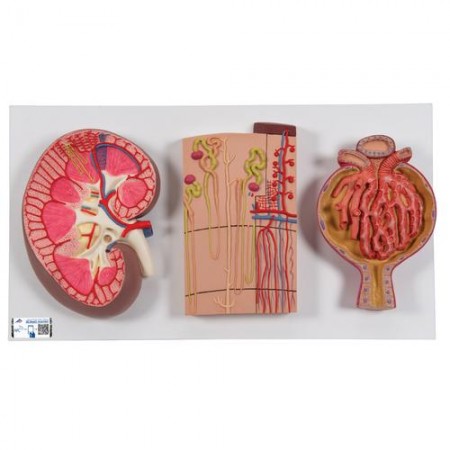 3B Human Kidney Section Model with Nephrons, Blood Vessels & Renal Corpuscle