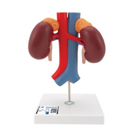 3B Human Kidneys Model with Vessels - 2 Parts