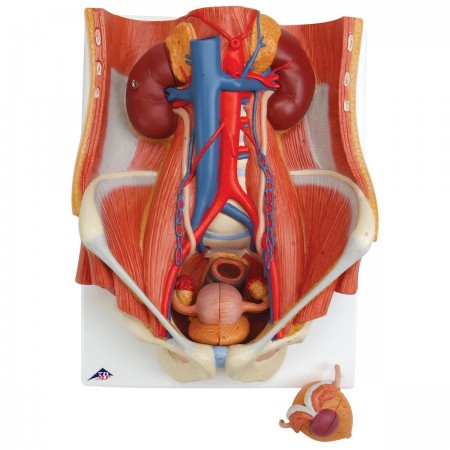 3B Dual-Sex Urinary System, Life-Size - 6 Parts