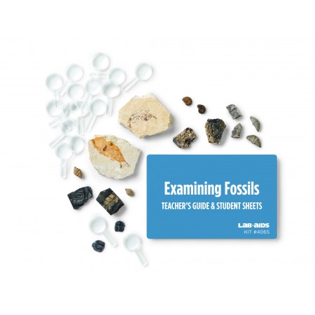 Examining Fossils