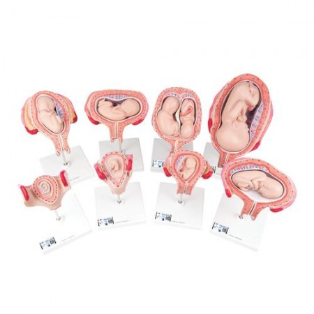 3B Pregnancy Models Series, 8 Individual Embryo & Fetus Models