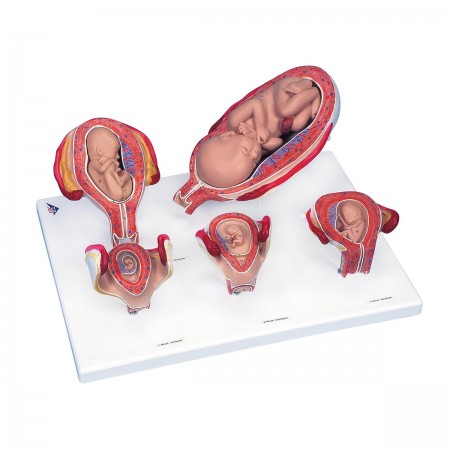 3B Pregnancy Series - 5 Embryo & Fetus Models