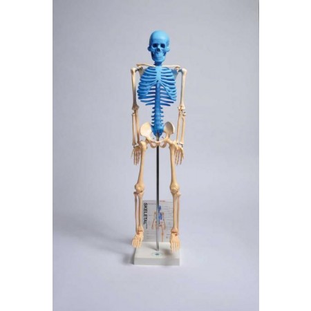 Human Skeleton Model with Fold-Out Guide