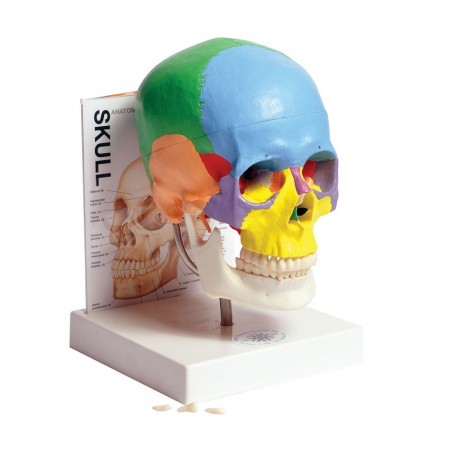 Human Skull Model with Fold-Out Guide