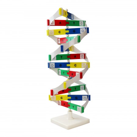 DNA Model