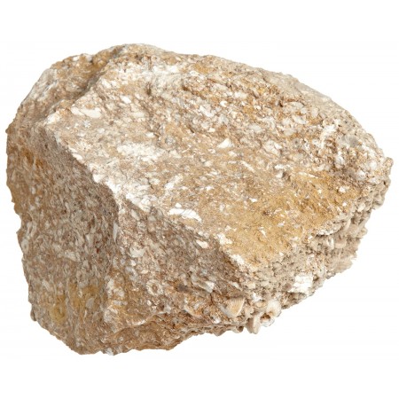 Limestone, Fossiliferous, Buff