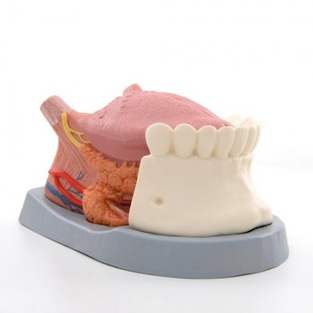 3B Tongue Model, 2.5X Life-Size - 4 Parts