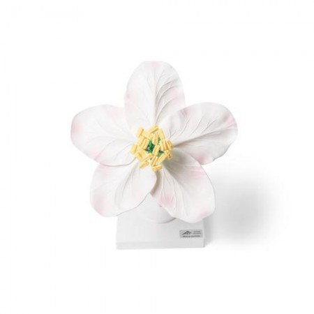 3B Apple Blossom (Malus pumila) Model, 5X Life-Size