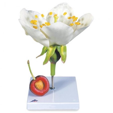 3B Cherry Blossom with Fruit (Prunus avium) Model, 7X Life-Size - 3 Parts