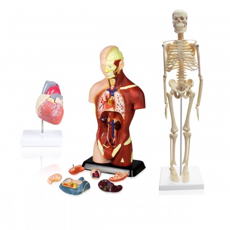 Set of Three Anatomy Models - Skeleton, Torso & Heart