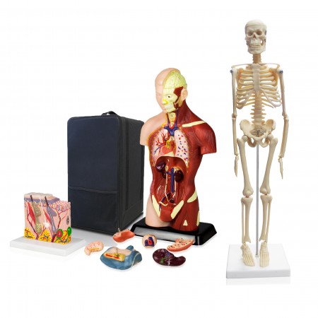 Set of Three Anatomy Models - Skeleton, Torso & Skin with Carrying Case