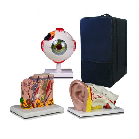 Set of Three Anatomy Models - Ear, Eye & Skin with Carrying Case