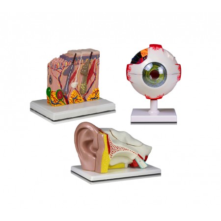 Set of Three Anatomy Models - Ear, Eye & Skin