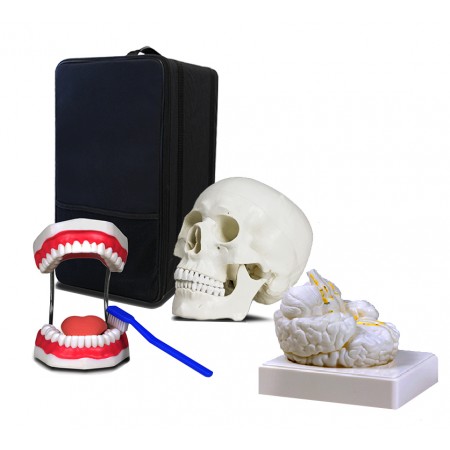 Set of Three Anatomy Models - Skull, Brain & Teeth with Carrying Case