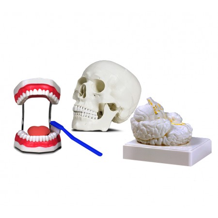 Set of Three Anatomy Models - Skull, Brain & Teeth