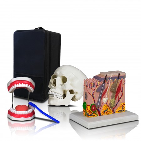 PBM-B1 Set of Three Human Anatomy Models - Teeth, Skull & Skin with Carrying Case