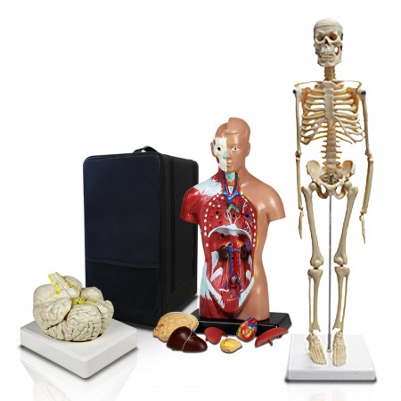 PBM-B2 Set of Three Anatomy Models - Skeleton, Torso & Brain with Carrying Case