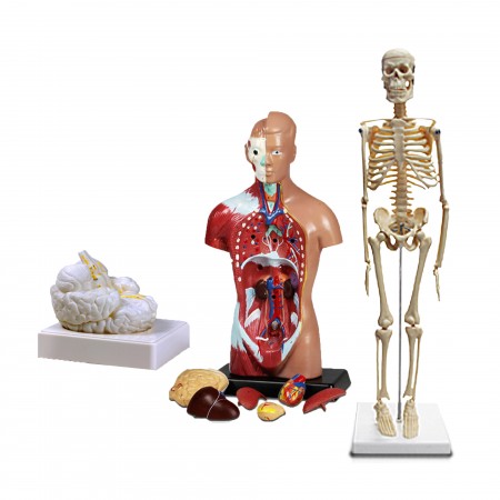 Set of Three Anatomy Models - Skeleton, Torso & Brain