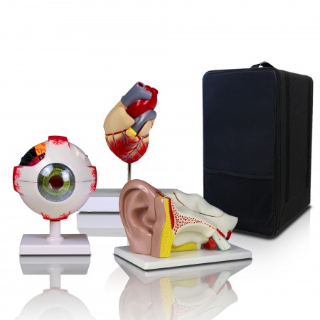 B3 Elementary + High School Learning Package. Set of Three Human Anatomy Models, Ears, Eye, and Heart with Carrying Case