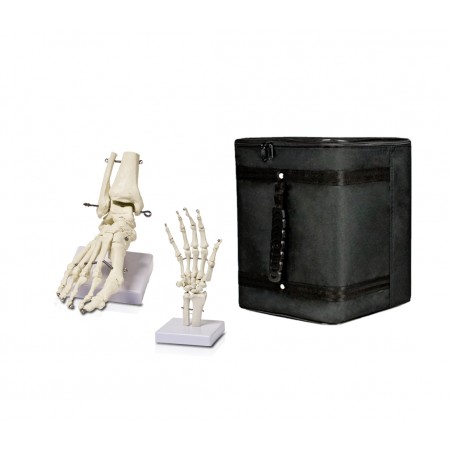 B5 Human Foot Skeleton Model on Base, and Human Hand Skeleton Model on Base, Life Size with carrying case 